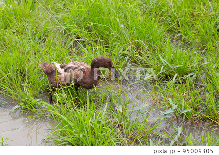 Free range duck farm. Natural organic duck 95009305