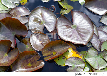 Beautiful blooming lotus flower with leaves, Waterlily pond Beautiful blooming lotus flower with leaves, Waterlily pond 95009307