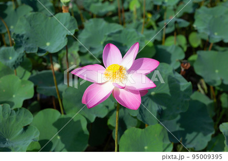 Pink lotus flower blooming in pond with green leaves Pink lotus flower blooming in pond with green leaves 95009395