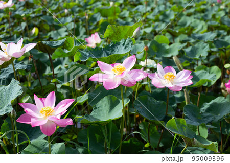 Pink lotus flower blooming in pond with green leaves 95009396