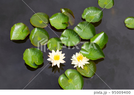 Beautiful blooming Nymphaea lotus flower with leaves, Water lily pot Beautiful blooming Nymphaea lotus flower with leaves, Water lily pot 95009400