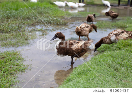 Free range duck farm. Natural organic duck Free range duck farm. Natural organic duck 95009457