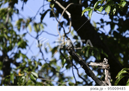 エゾビタキ 95009485