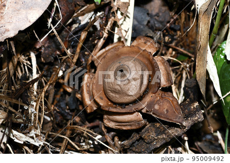 エリマキツチグリ エリマキツチグリ 95009492