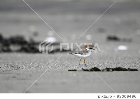 ハジロコチドリ ハジロコチドリ 95009496