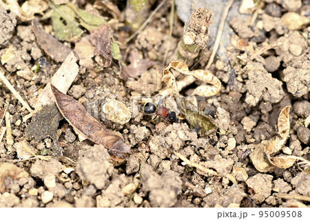 ムネアカアリバチ 95009508