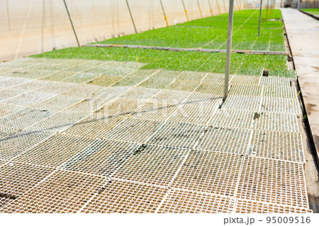 Fresh green seedlings in cassette tray in large greenhouse 95009516