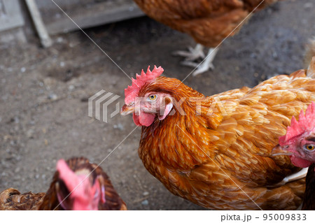 Hens in the chicken farm. Organic poultry house. 95009833