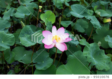 Pink lotus flower blooming in pond with green leaves Pink lotus flower blooming in pond with green leaves 95010076