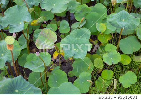 Lotus flower leaves in pond Lotus flower leaves in pond 95010081