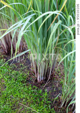 Lemongrass clump in the garden 95010106