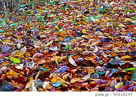 落ち葉アート 95010245