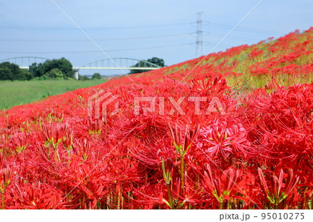 埼玉県比企郡川島町吹塚　越辺川土手一面を赤く染める曼珠沙華（彼岸花）群生 95010275