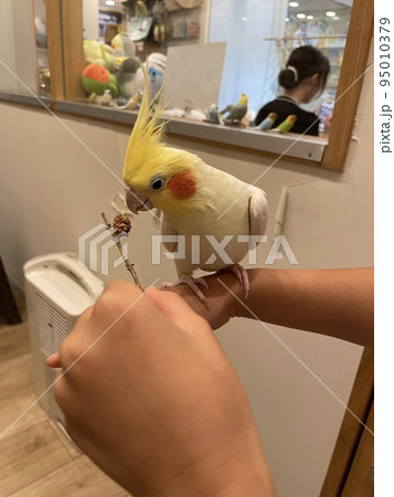 子どもの手に乗り餌を食べるオカメインコ 95010379