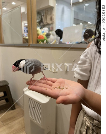 子どもの手に乗り餌を食べる桜文鳥 子どもの手に乗り餌を食べる桜文鳥 95010382