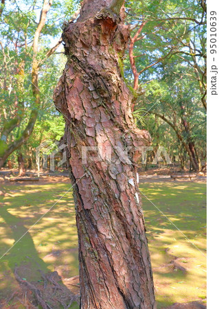 松の木　樹皮 95010639