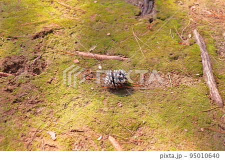 地面に落ちた松ぼっくり 95010640