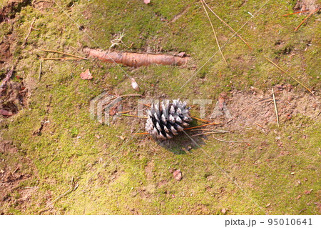 地面に落ちた松ぼっくり 95010641