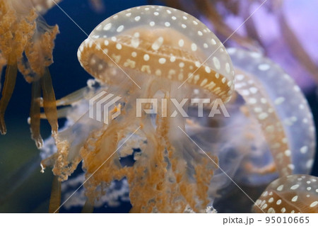 白い斑点が大変おしゃれな「タコクラゲ」。水族館の水槽で群れで舞う華やかなマクロ画像。 95010665