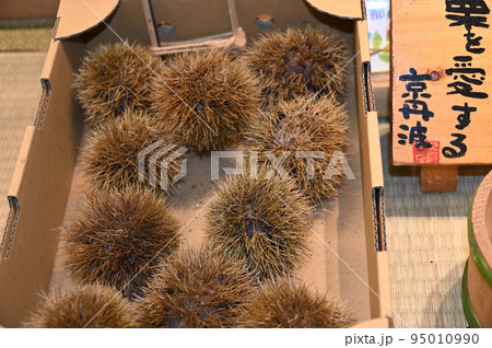 イガ付き栗 95010990