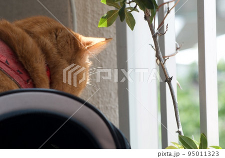 ベランダから外を眺める茶色の猫 95011323