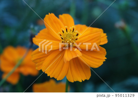 オレンジ色のコスモス orange cosmos 95011329