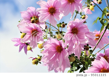 ピンク色の大きな花びらが印象的な皇帝ダリア 95011335