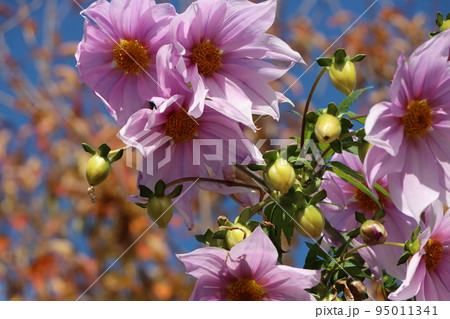 木立ダリアの別名がある皇帝ダリア 木立ダリアの別名がある皇帝ダリア 95011341