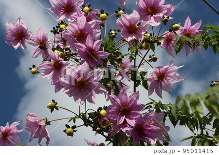 見上げれば空の青さが花を包む 95011415