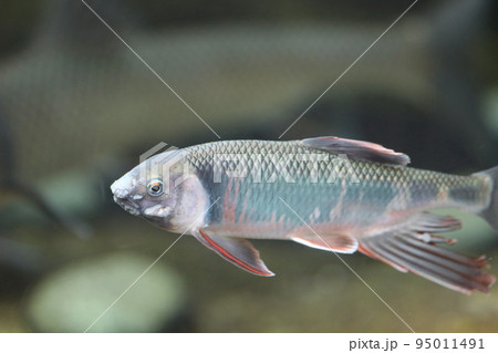 〔石川県能美市・いしかわ動物園〕水中を泳ぐウグイ 95011491