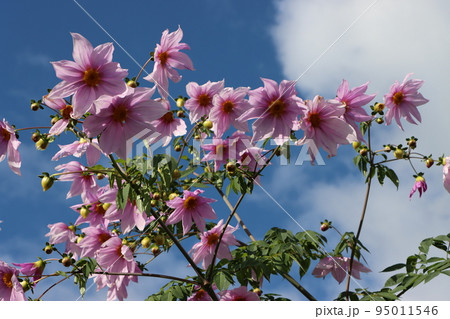 存在感のある皇帝ダリアの花 存在感のある皇帝ダリアの花 95011546