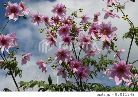 ダリア界の王様といわれる皇帝ダリア 95011548