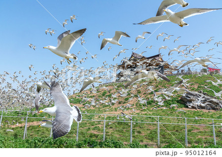 【青森県八戸市蕪島】うみねこ繁殖地の春。一斉に飛び立つウミネコの乱舞 95012164