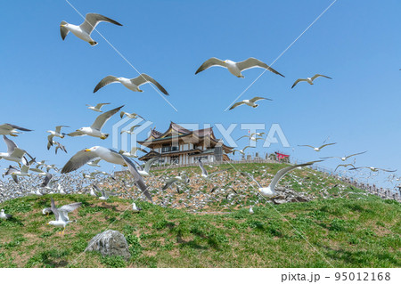 【青森県八戸市蕪島】うみねこ繁殖地の春。一斉に飛び立つウミネコの乱舞 95012168