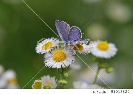 ハルジオンと蝶 95012326