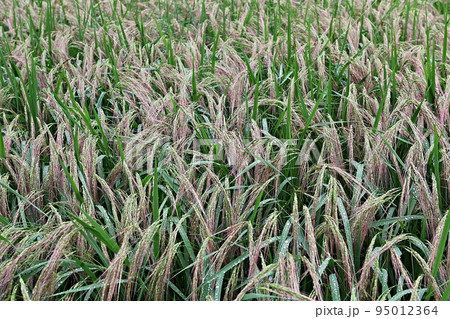 サルボリ 大麦 アイザック 95012364