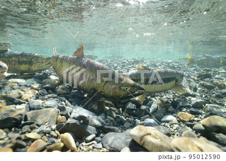 川を遡上する鮭　 95012590