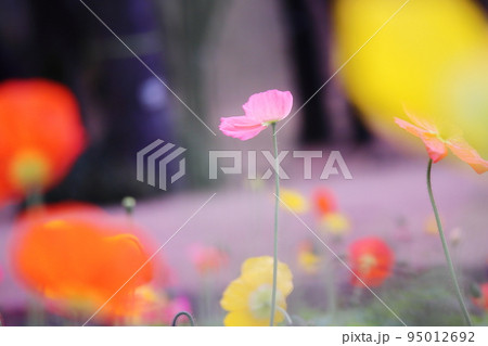 春の可愛いポピーの花 95012692