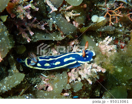アオウミウシ 95013061