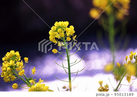 春の美しい菜の花 95013189