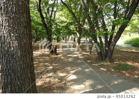 公園の風景 公園の風景 95013262