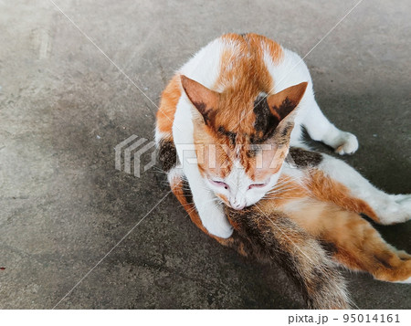 White and brown domestic cat, sitting on the floor, free to walk. White and brown domestic cat, sitting on the floor, free to walk. 95014161