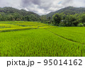 Aerial view of rice fields, drone shot photo of agricultural fields, sky and agriculture,Landscape photo, Aerial view top angle beautiful scenery natural. 95014162