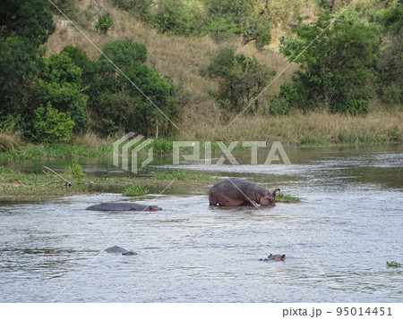 ウガンダのサファリツアー(カバ) 95014451