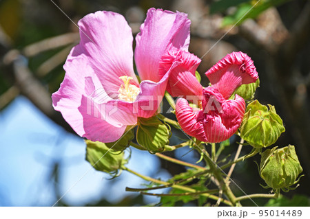 午後になり萎み始めた一日花の芙蓉 95014489
