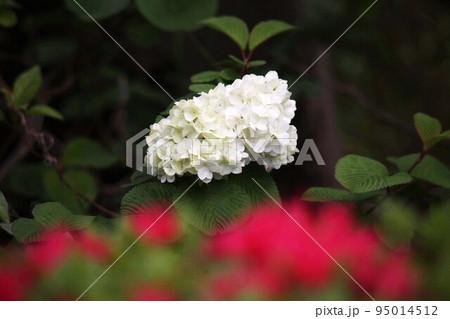 白いヤブデマリと、赤いツツジの花 95014512