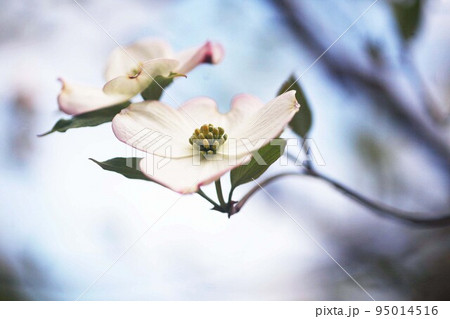 花水木 白に薄紅色の花 花水木 白に薄紅色の花 95014516
