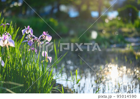 水辺に咲いた花菖蒲 95014590