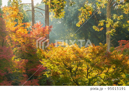 京都東山の秋　紅葉の即宗院 95015191