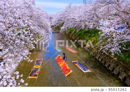 五条川沿いに咲く満開の桜 愛知県岩倉市 五条川沿いに咲く満開の桜 愛知県岩倉市 95015262